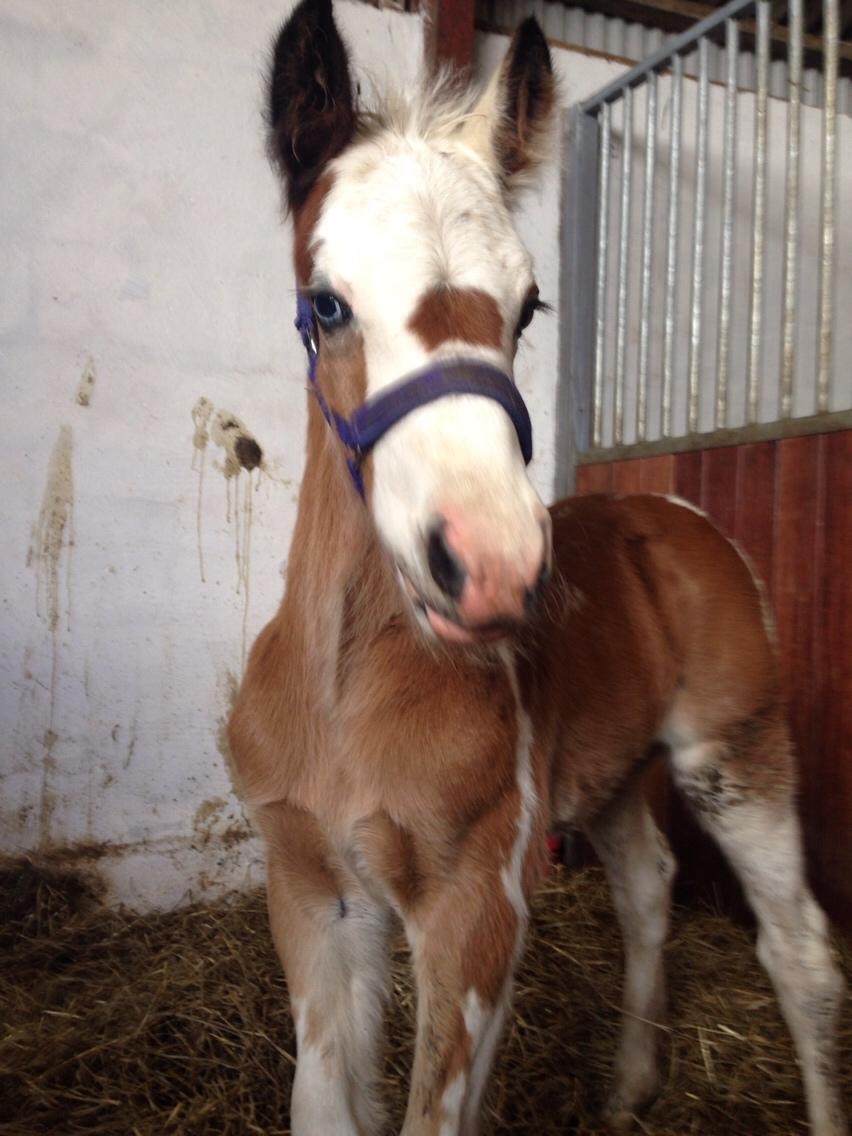 Irish Cob Klosters Blue eye florian SOLGT billede 8