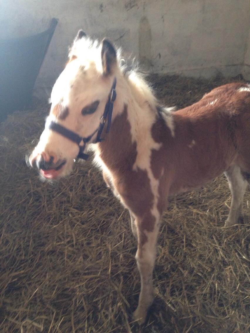 Irish Cob Klosters Blue eye florian SOLGT billede 9