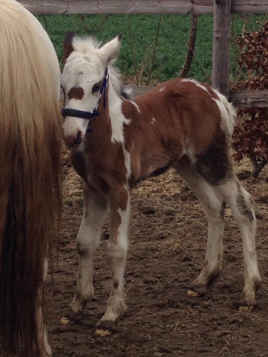 Irish Cob Klosters Blue eye florian SOLGT billede 11