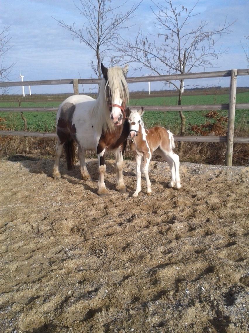 Irish Cob Klosters Blue eye florian SOLGT billede 12