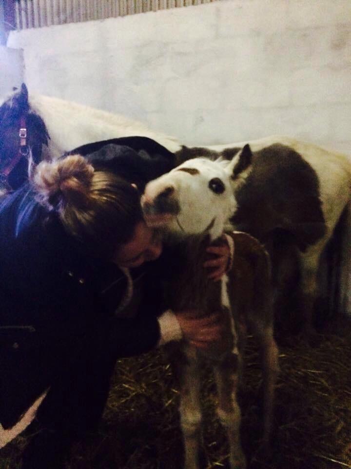 Irish Cob Klosters Blue eye florian SOLGT billede 16