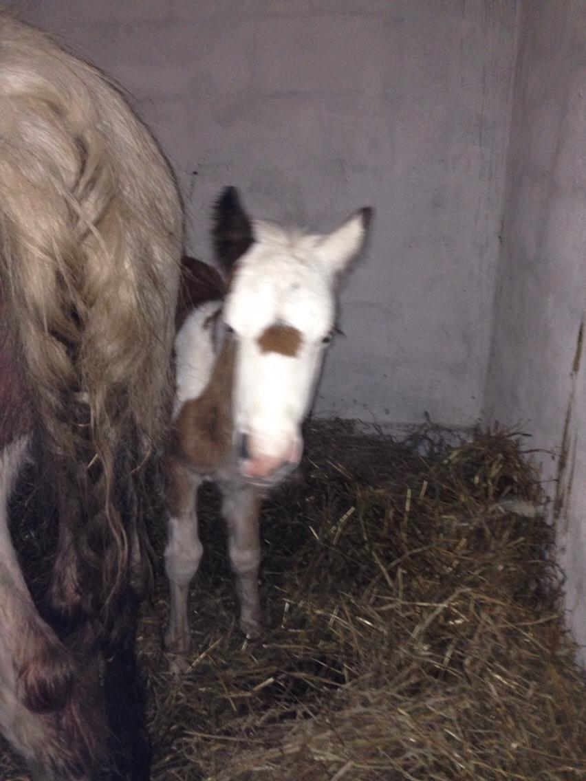 Irish Cob Klosters Blue eye florian SOLGT billede 19