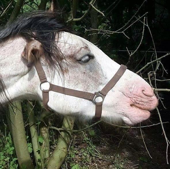 Irish Cob Kijofreg's Acapella (pelsen) solgt billede 2