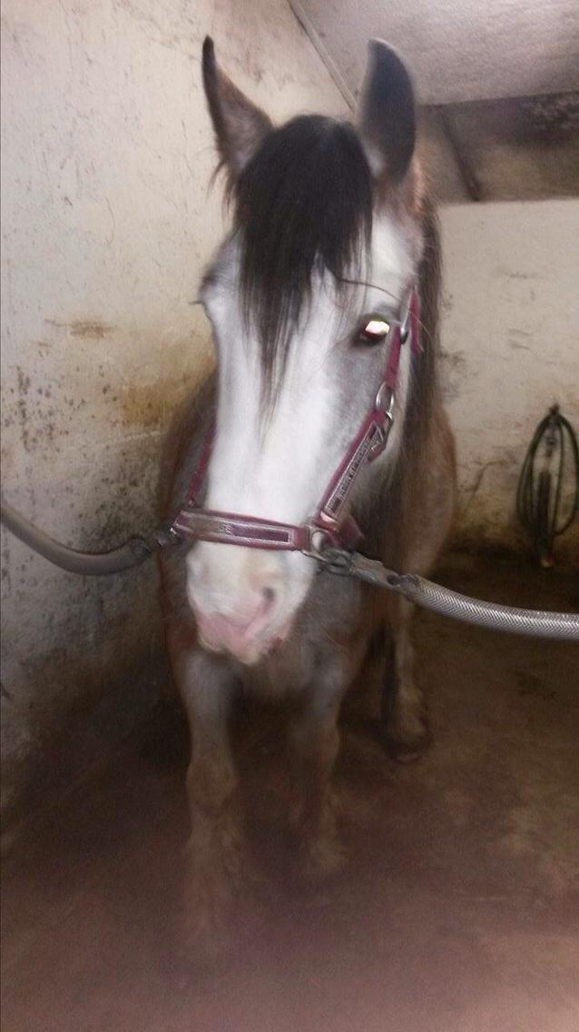 Irish Cob Kijofreg's Acapella (pelsen) solgt billede 4