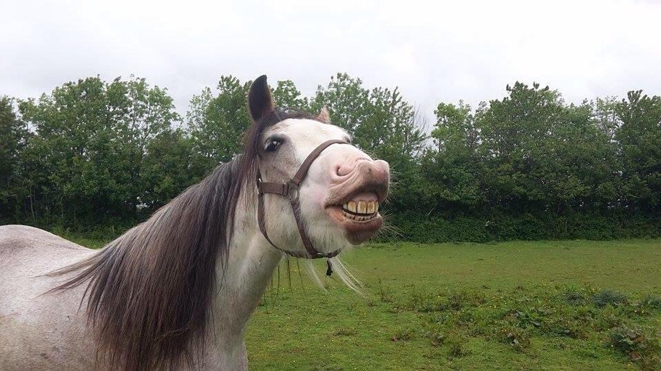 Irish Cob Kijofreg's Acapella (pelsen) solgt billede 7