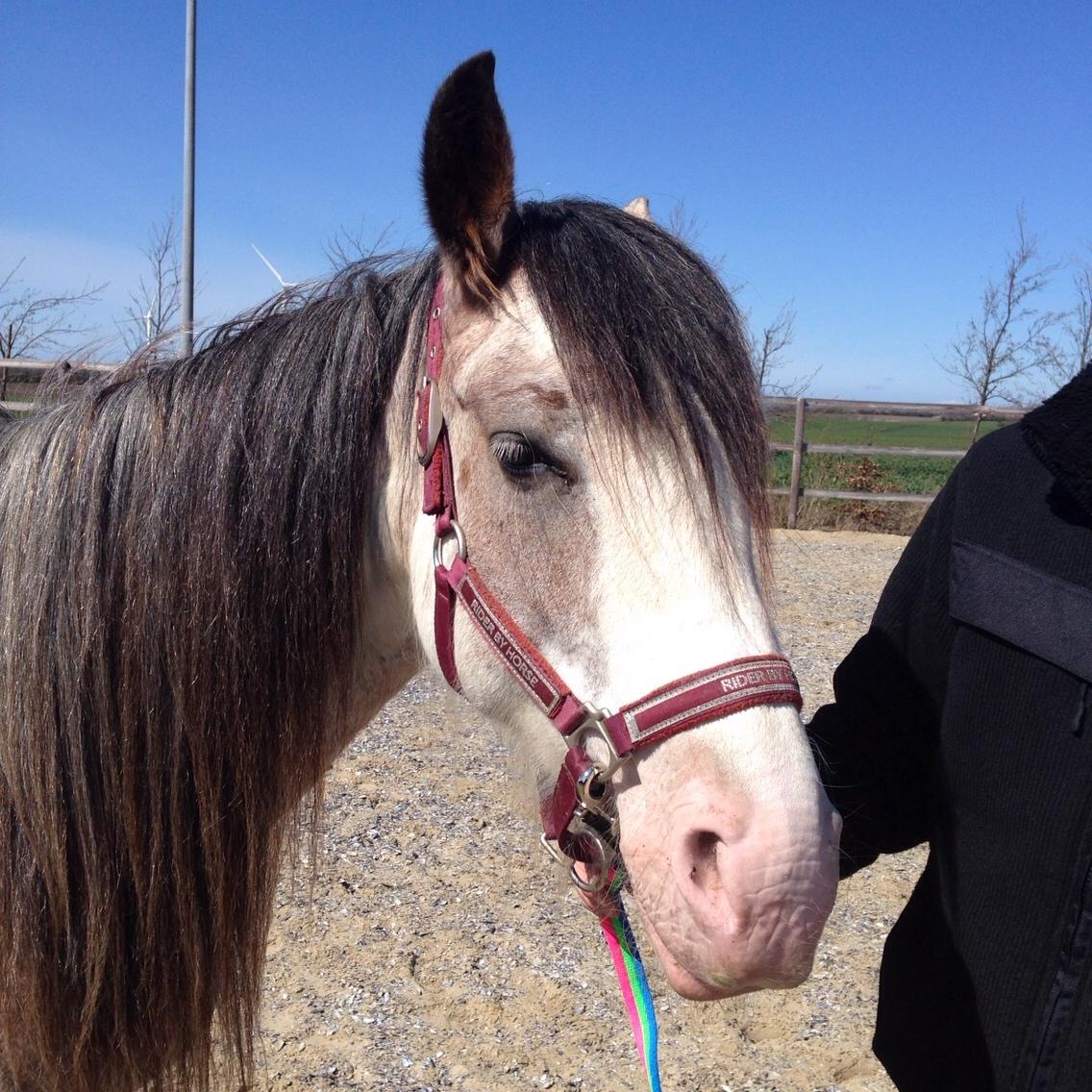 Irish Cob Kijofreg's Acapella (pelsen) solgt billede 12