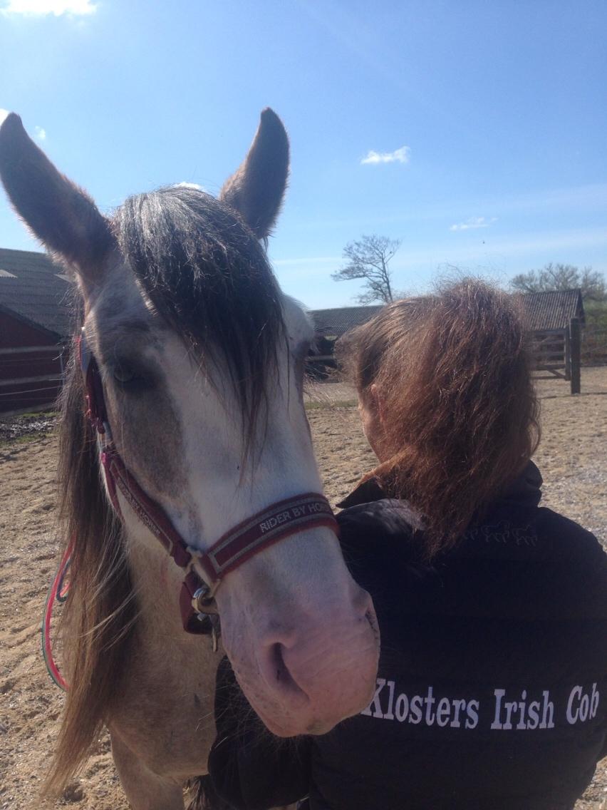 Irish Cob Kijofreg's Acapella (pelsen) solgt billede 15