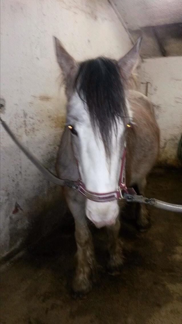 Irish Cob Kijofreg's Acapella (pelsen) solgt billede 17