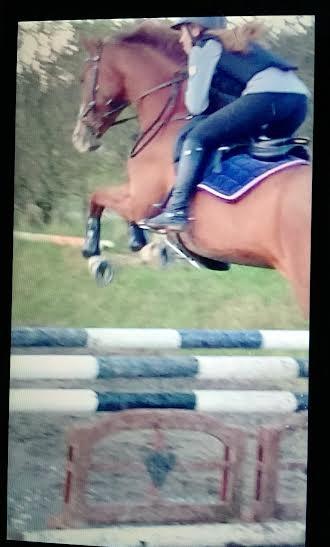 Anden særlig race Skovlunds Lacoste  - Springtræning billede 8