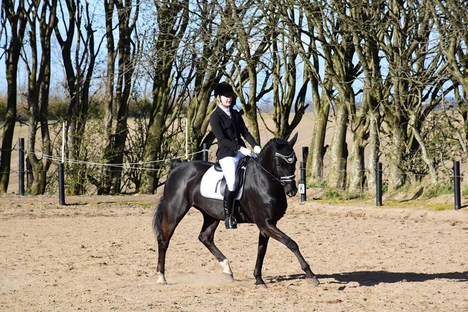 Dansk Varmblod Dusty Søndertoft - April 2016 | Stævne i SABR billede 1