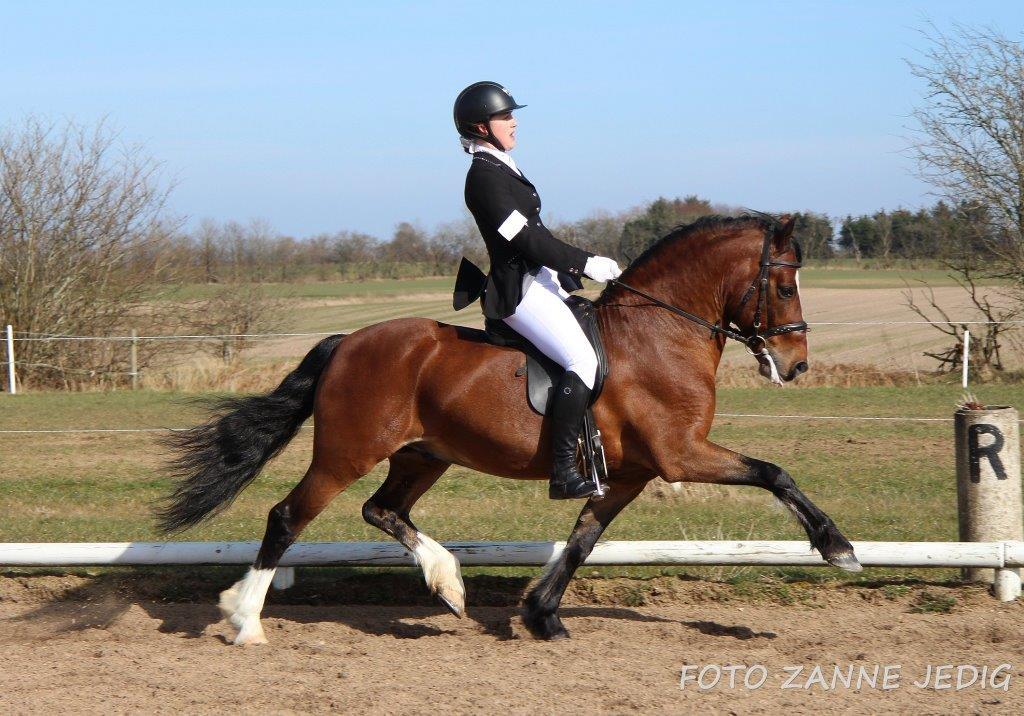 Welsh Pony af Cob-type (sec C) Rytterbjergets Discovery - B pony - Efter fremvisning i hallen. billede 4