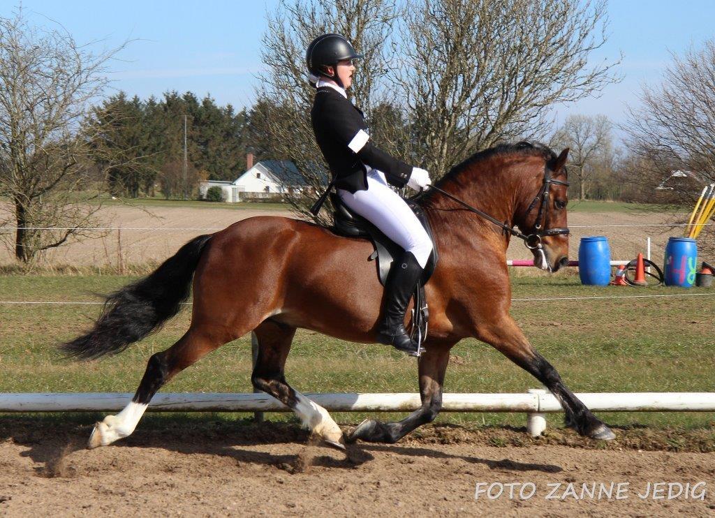 Welsh Pony af Cob-type (sec C) Rytterbjergets Discovery - B pony - Søde Zanne ville gerne fotografere hans trav ude i solen, efter at have set ham i hallen. billede 3