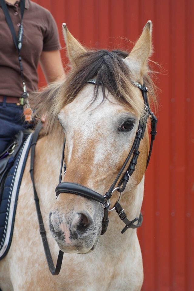 Anden særlig race Kaiser [Min buddie] billede 3