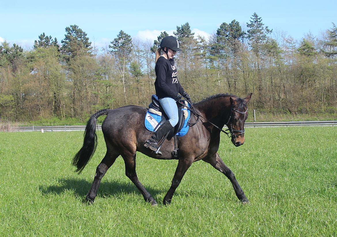 New Forest Skovens Micon  - Maj 2016 | Fantastiske ♥. billede 4