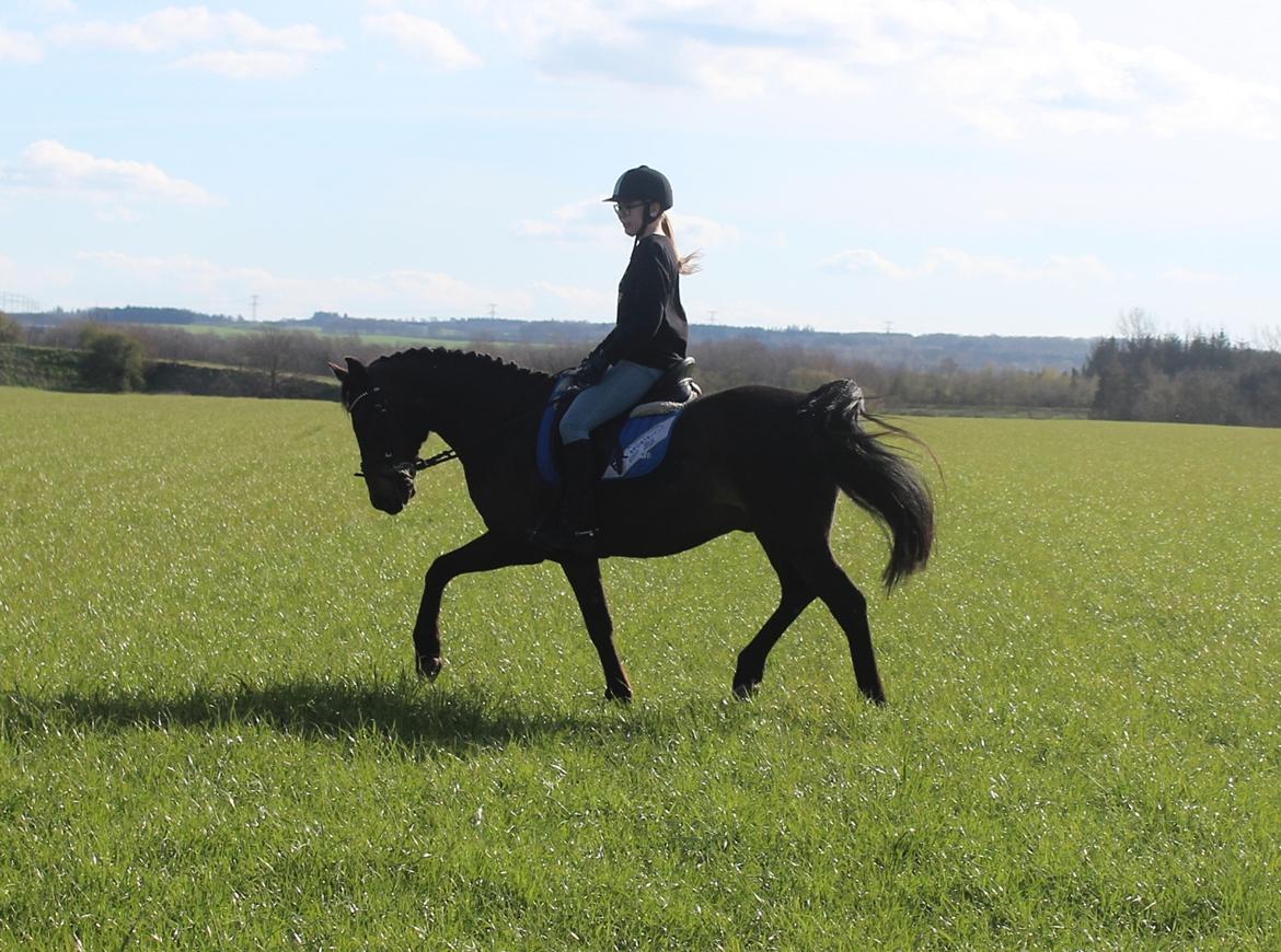 New Forest Skovens Micon  - Maj 2016 | Fantastiske ♥. billede 5