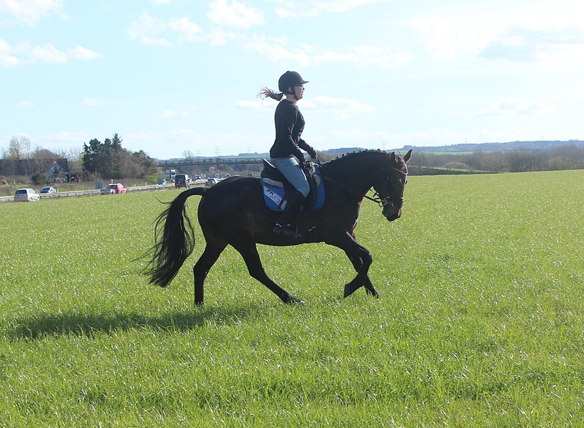 New Forest Skovens Micon  - Maj 2016 | Fantastiske ♥. billede 9