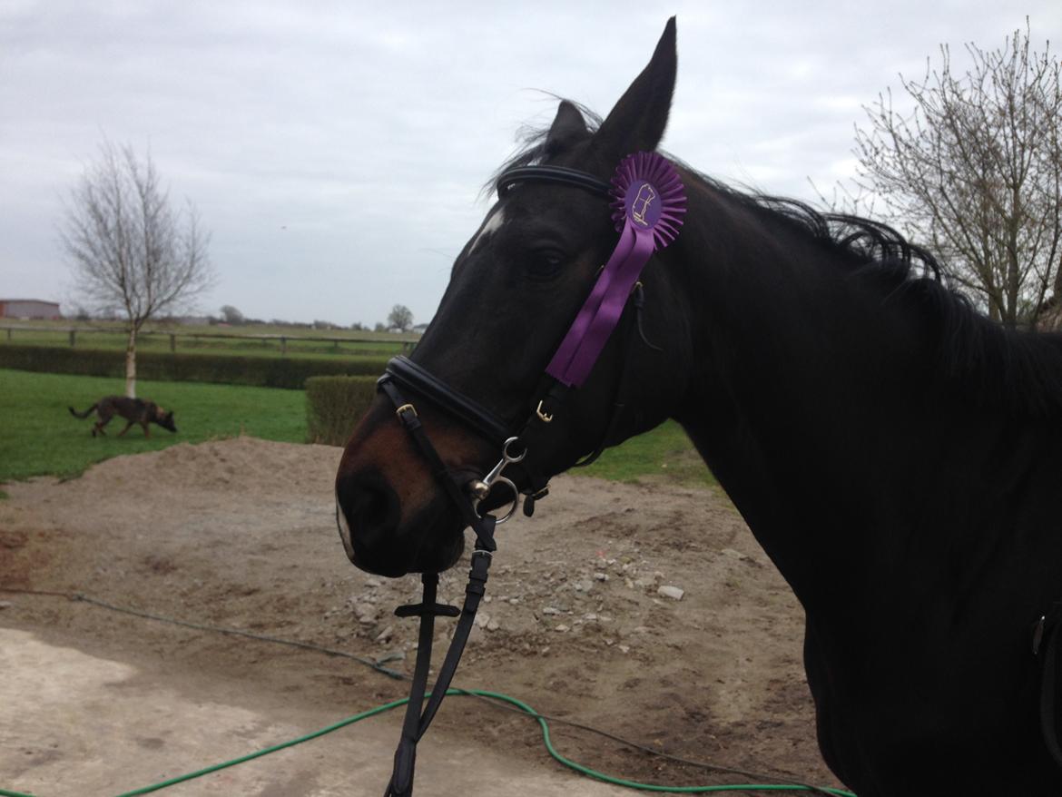 Dansk Varmblod Wasa billede 9