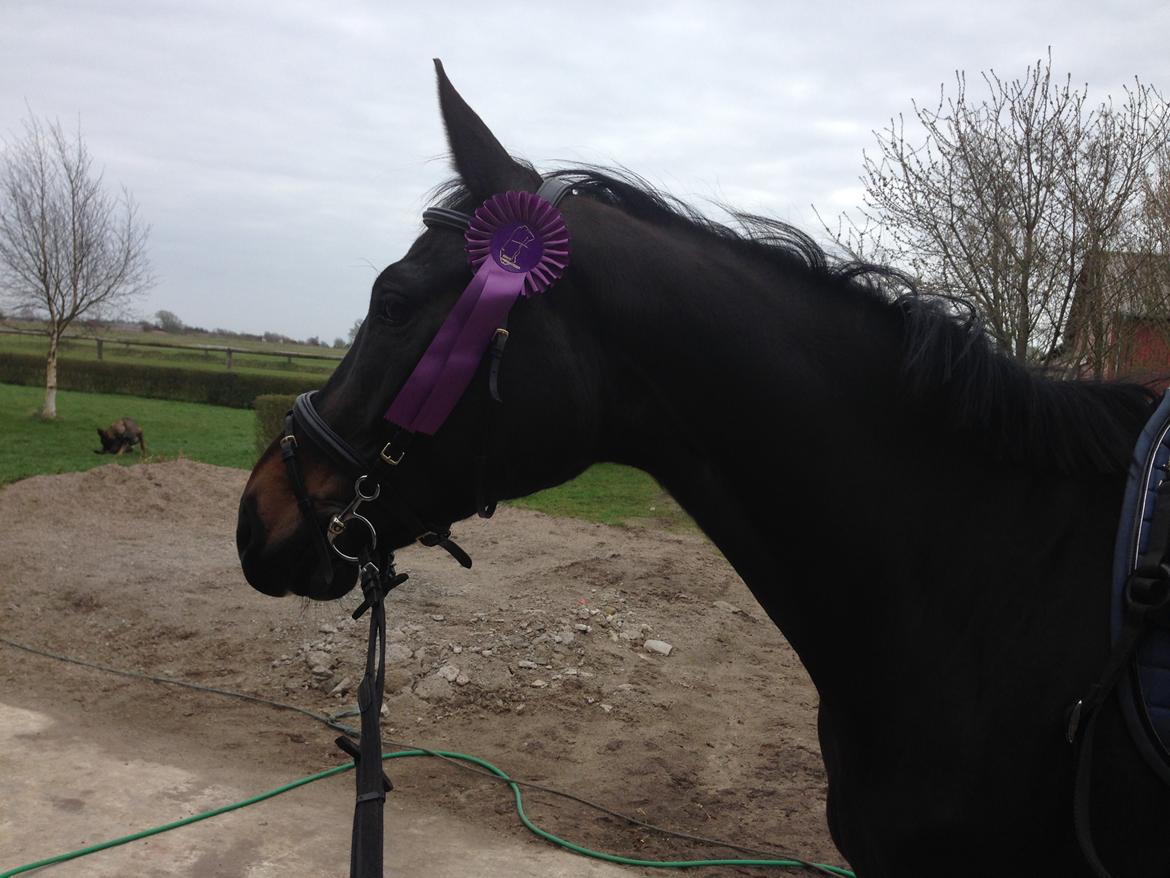 Dansk Varmblod Wasa billede 10