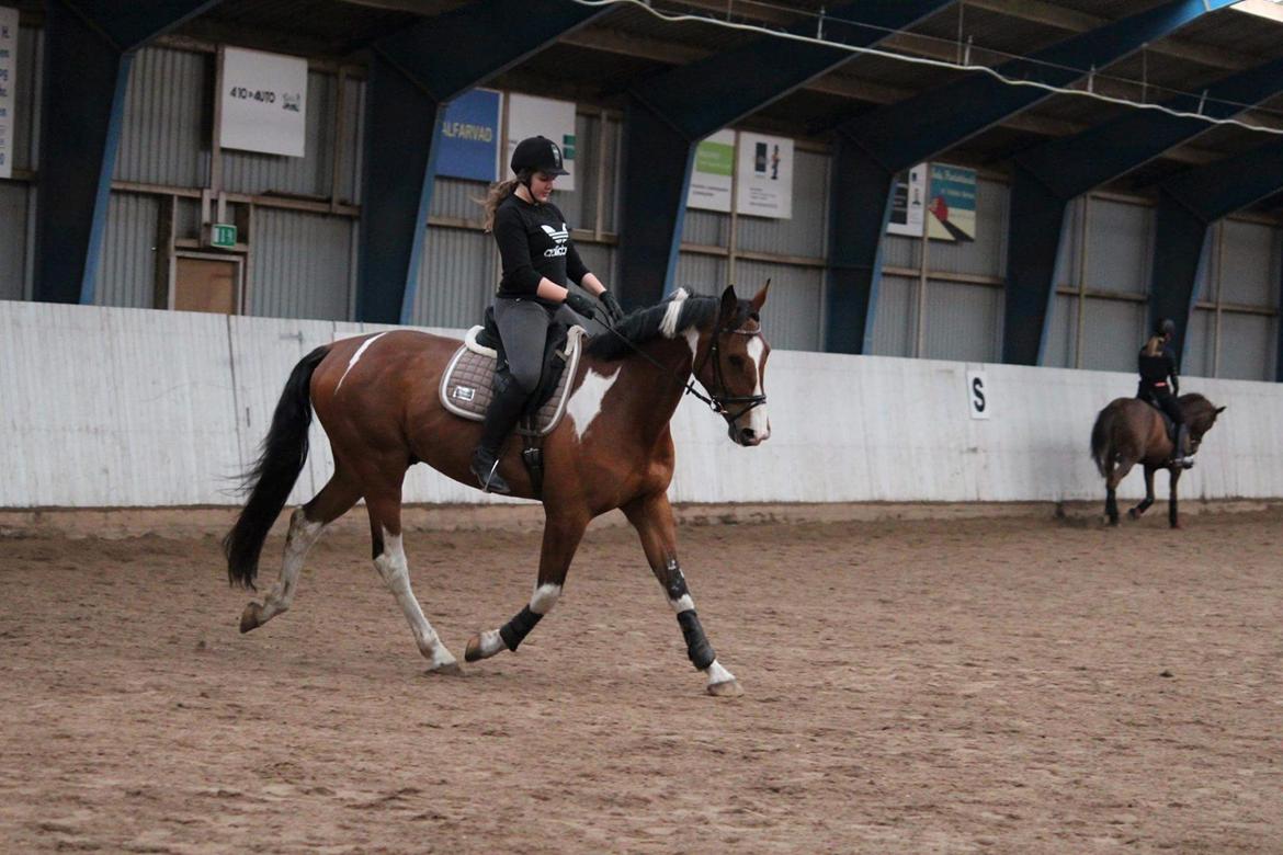 Anden særlig race Filur billede 15