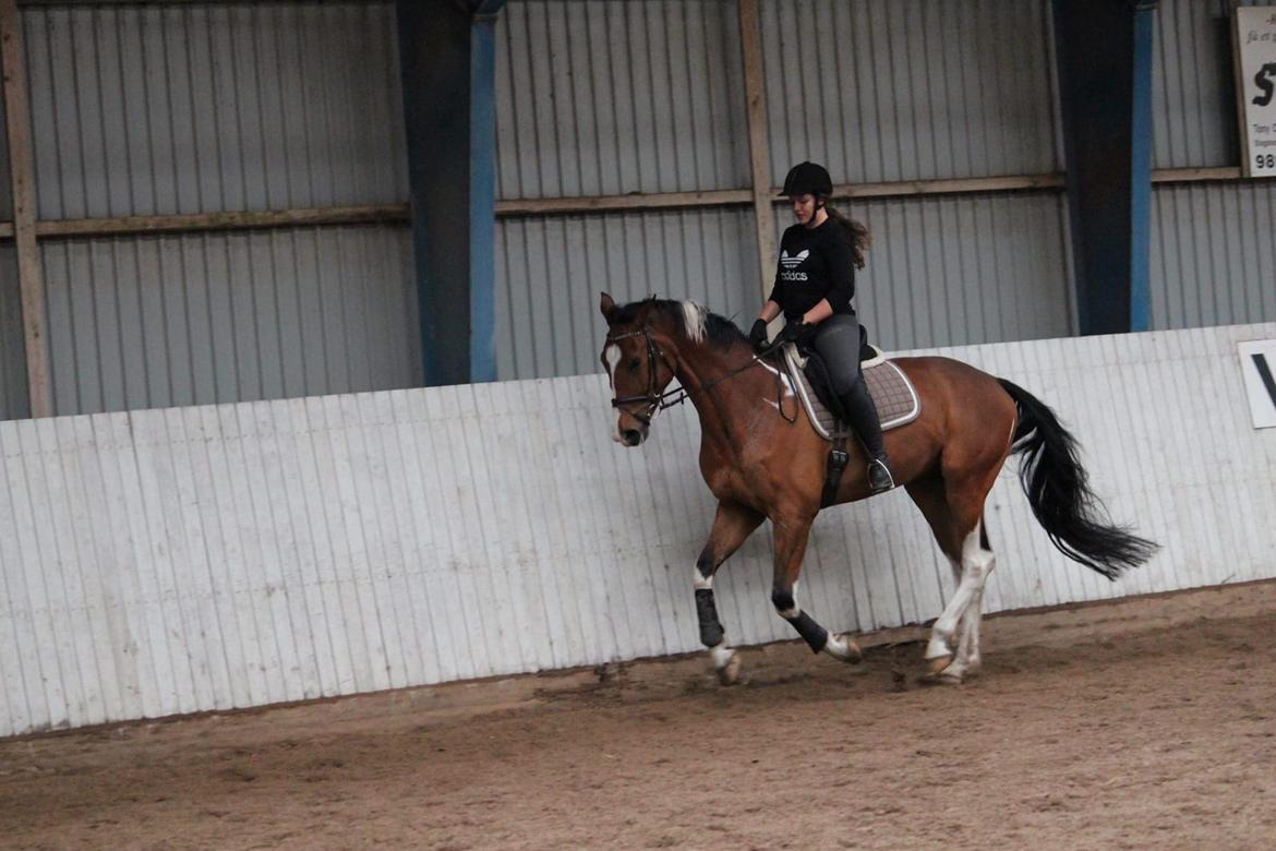 Anden særlig race Filur billede 16