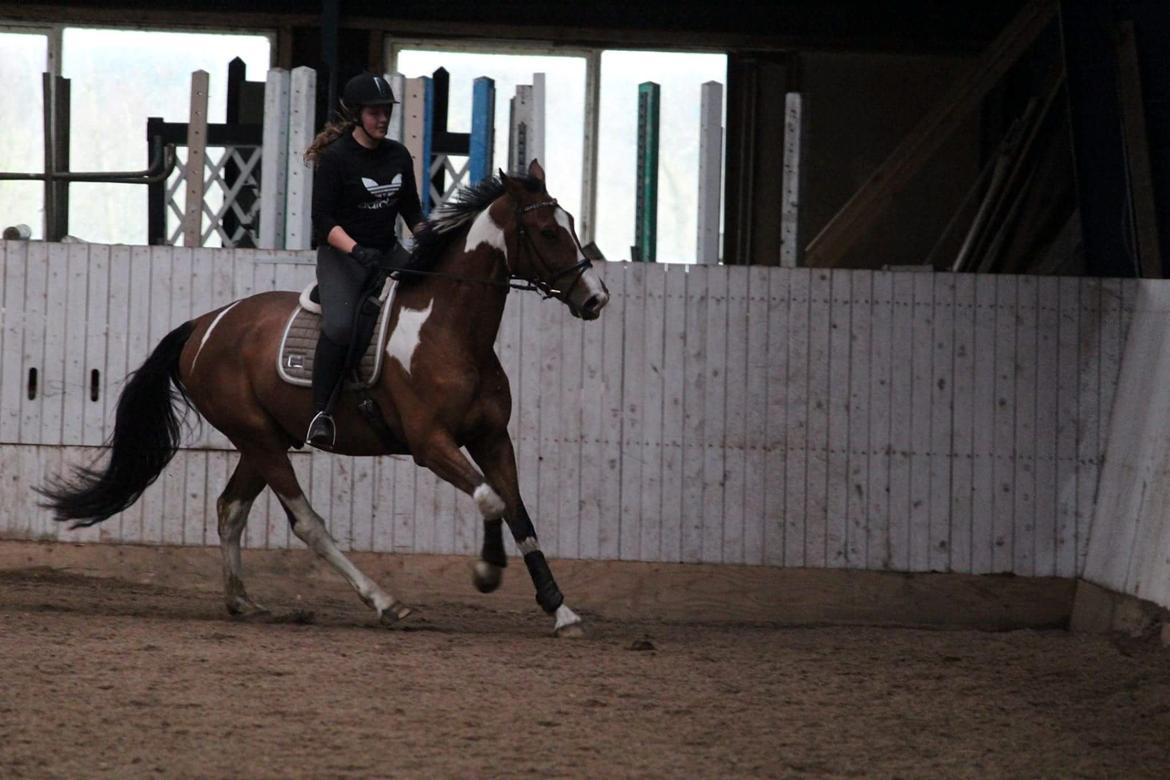 Anden særlig race Filur billede 17