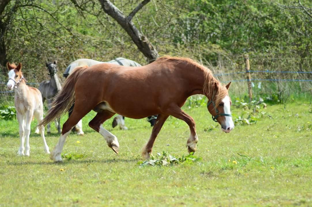 Welsh Pony af Cob-type (sec C) Rosengårdens Nadina billede 9