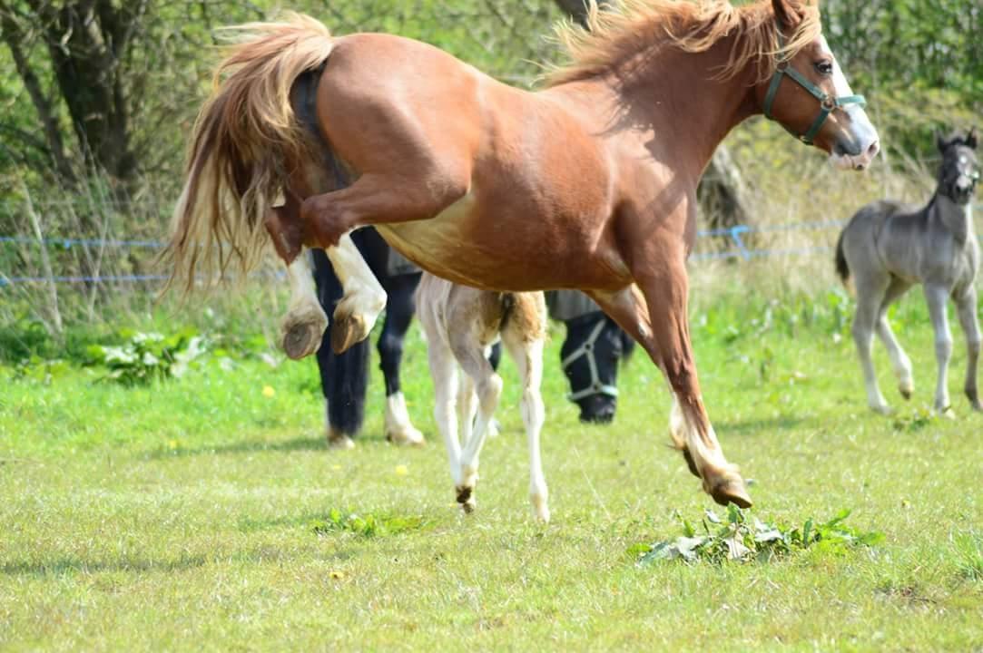 Welsh Pony af Cob-type (sec C) Rosengårdens Nadina billede 10