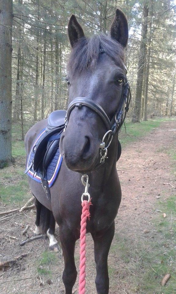 New Forest Azalia - Første tur alene i skov og på landevej. (apr. 2016) Hun er verdens nemmeste!   billede 17