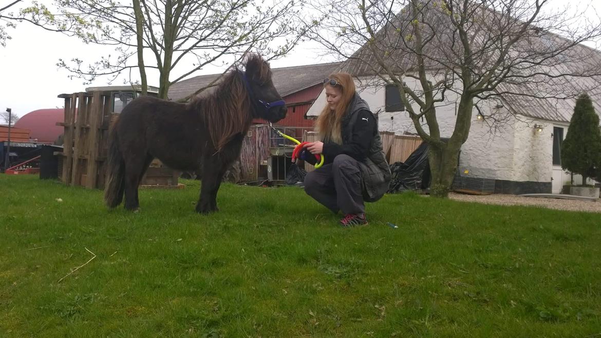 Anden særlig race Kloster's Diamond Aika billede 43