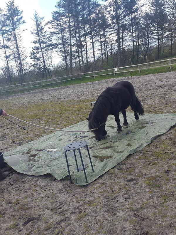 Shetlænder Kirkegaards Rokko billede 15