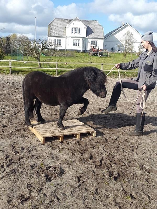 Shetlænder Kirkegaards Rokko - Palle og løfte <3 billede 2