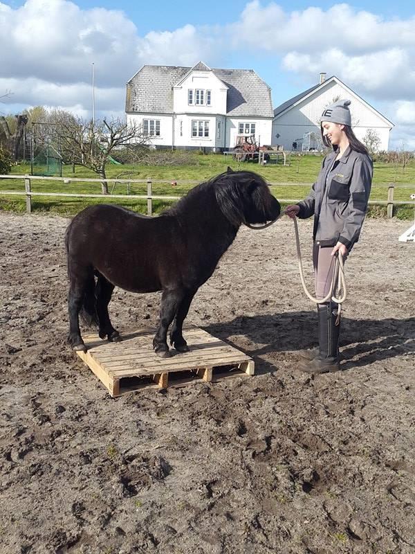Shetlænder Kirkegaards Rokko billede 16