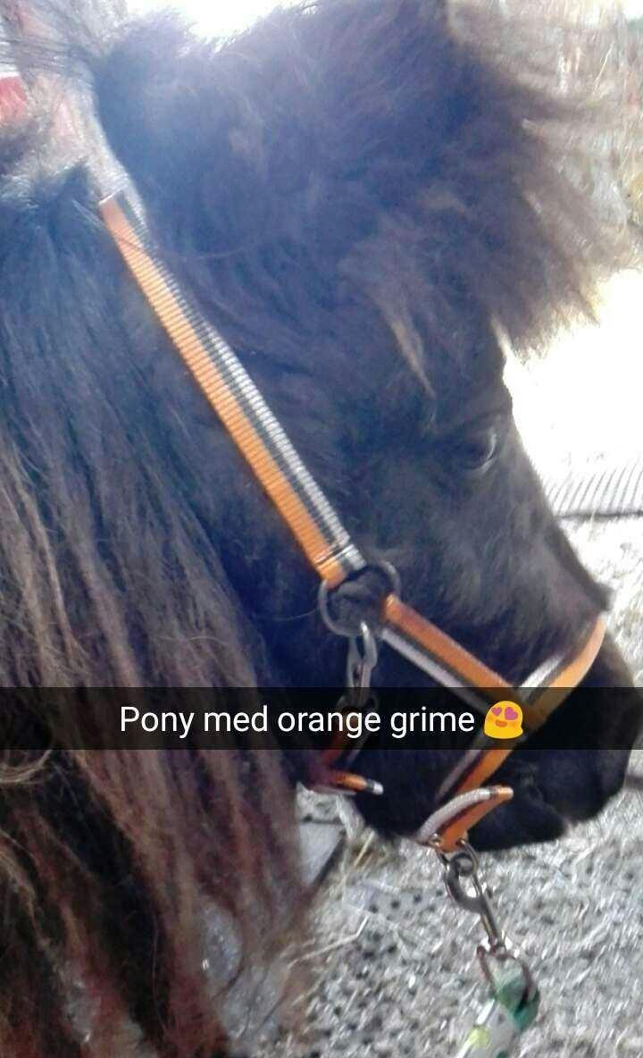 Anden særlig race Kloster's Diamond Aika billede 44
