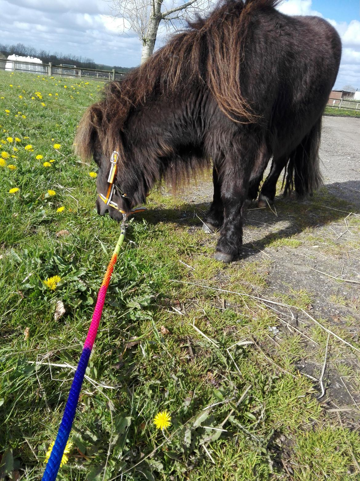 Anden særlig race Kloster's Diamond Aika billede 35