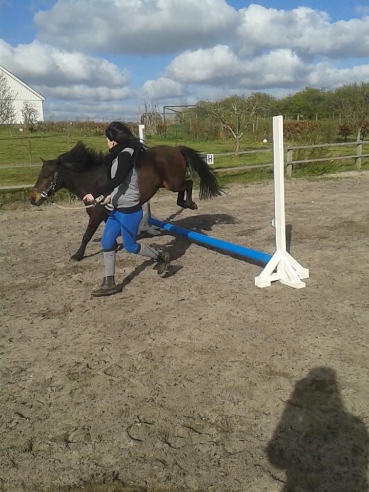 Knabstrupper Meicas Lala billede 13