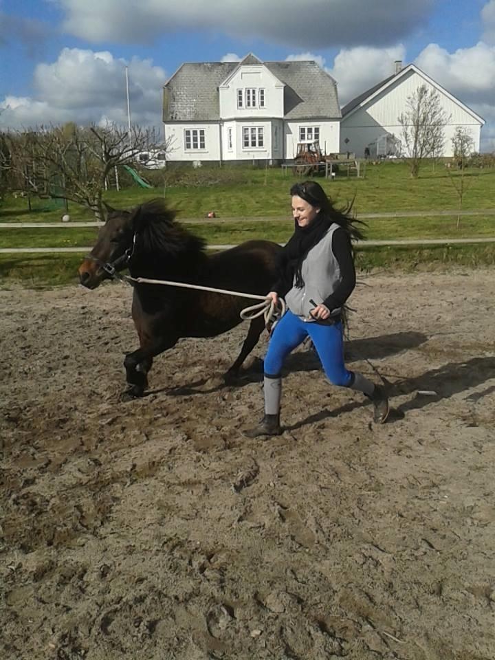 Knabstrupper Meicas Lala billede 14