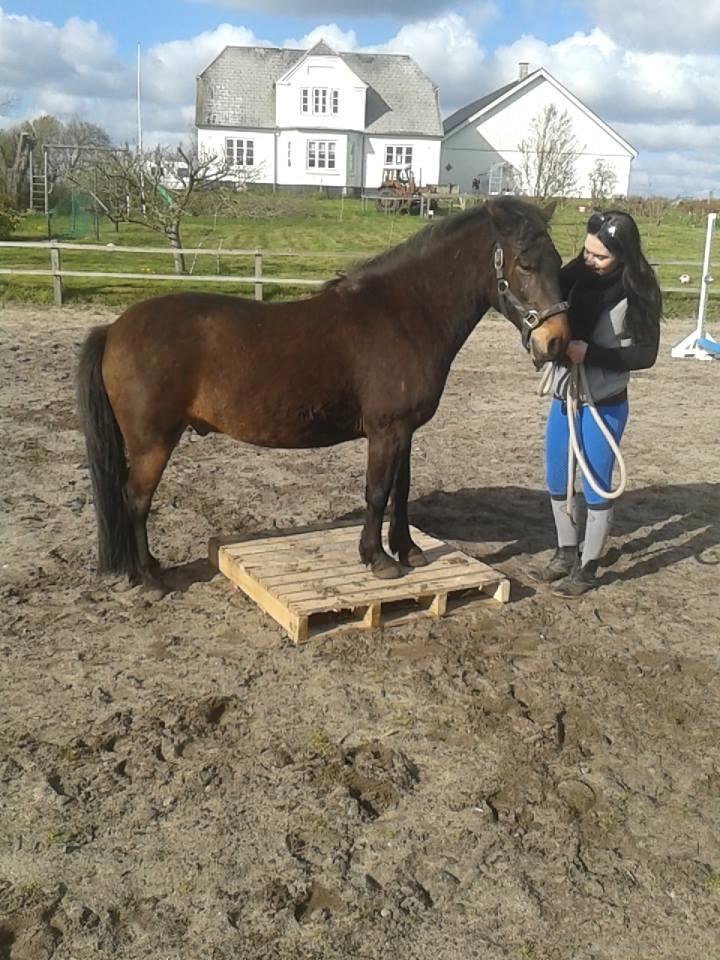 Knabstrupper Meicas Lala billede 15