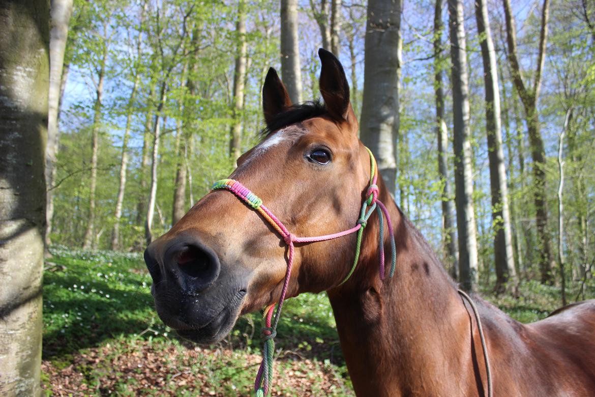 Anden særlig race Bacardi (The Lady <3) billede 18