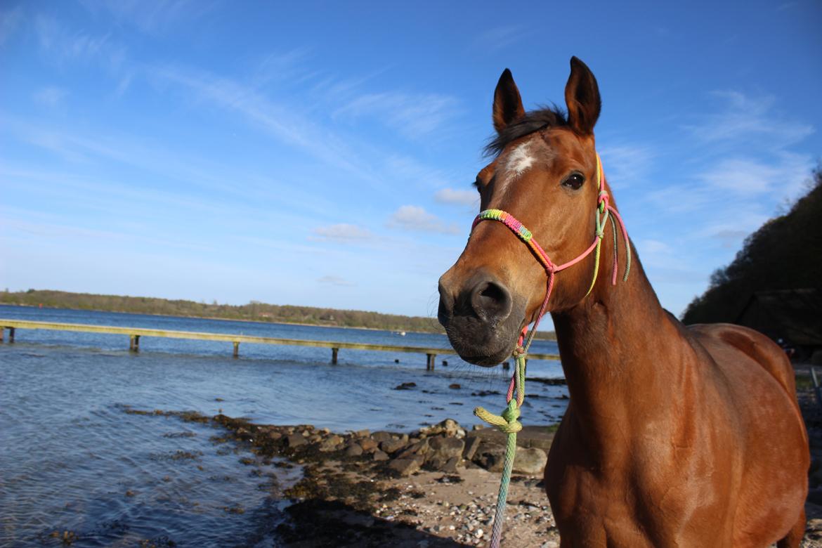 Anden særlig race Bacardi (The Lady <3) billede 15