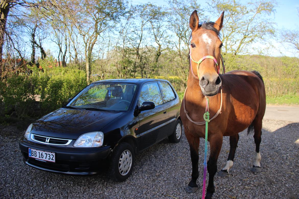 Anden særlig race Bacardi (The Lady <3) billede 31