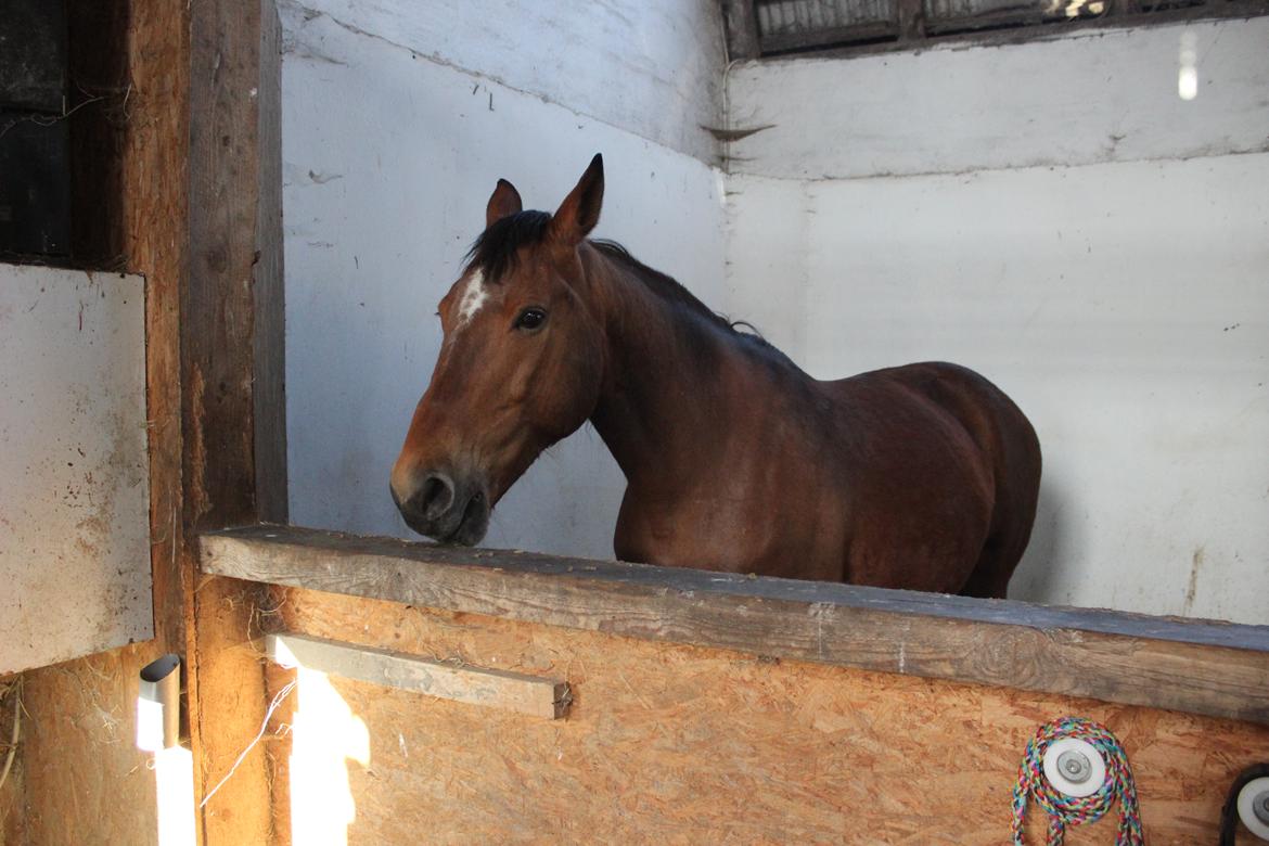 Anden særlig race Bacardi (The Lady <3) billede 22