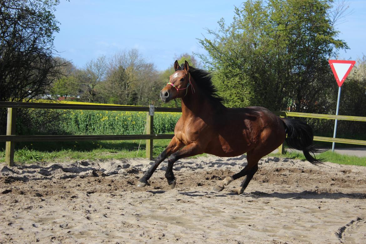 Anden særlig race Bacardi (The Lady <3) billede 10