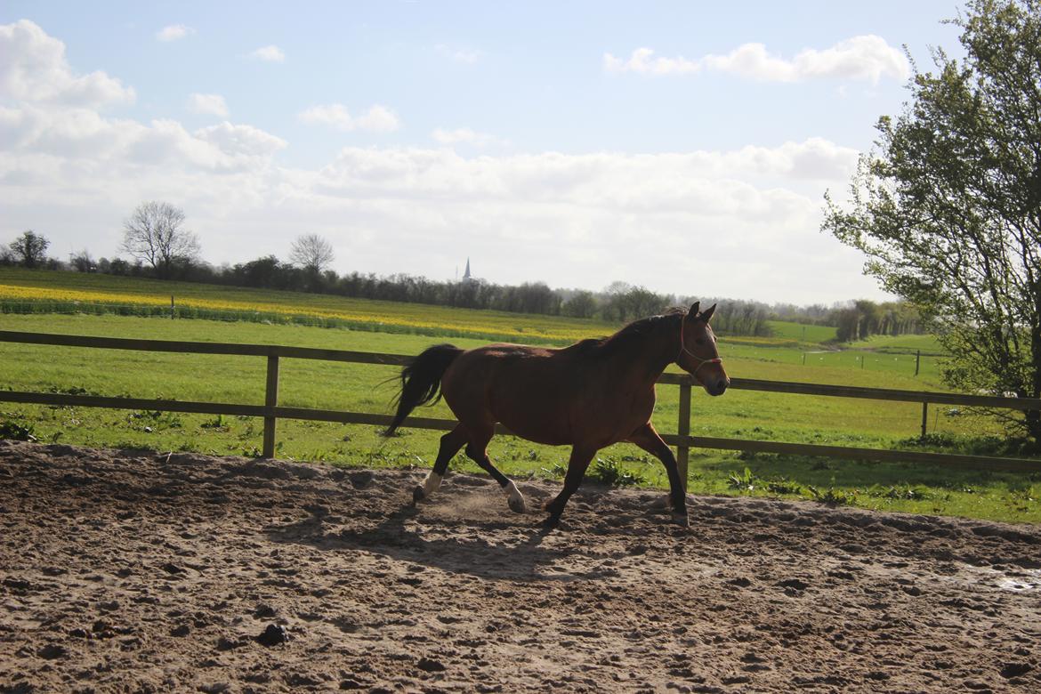 Anden særlig race Bacardi (The Lady <3) billede 14