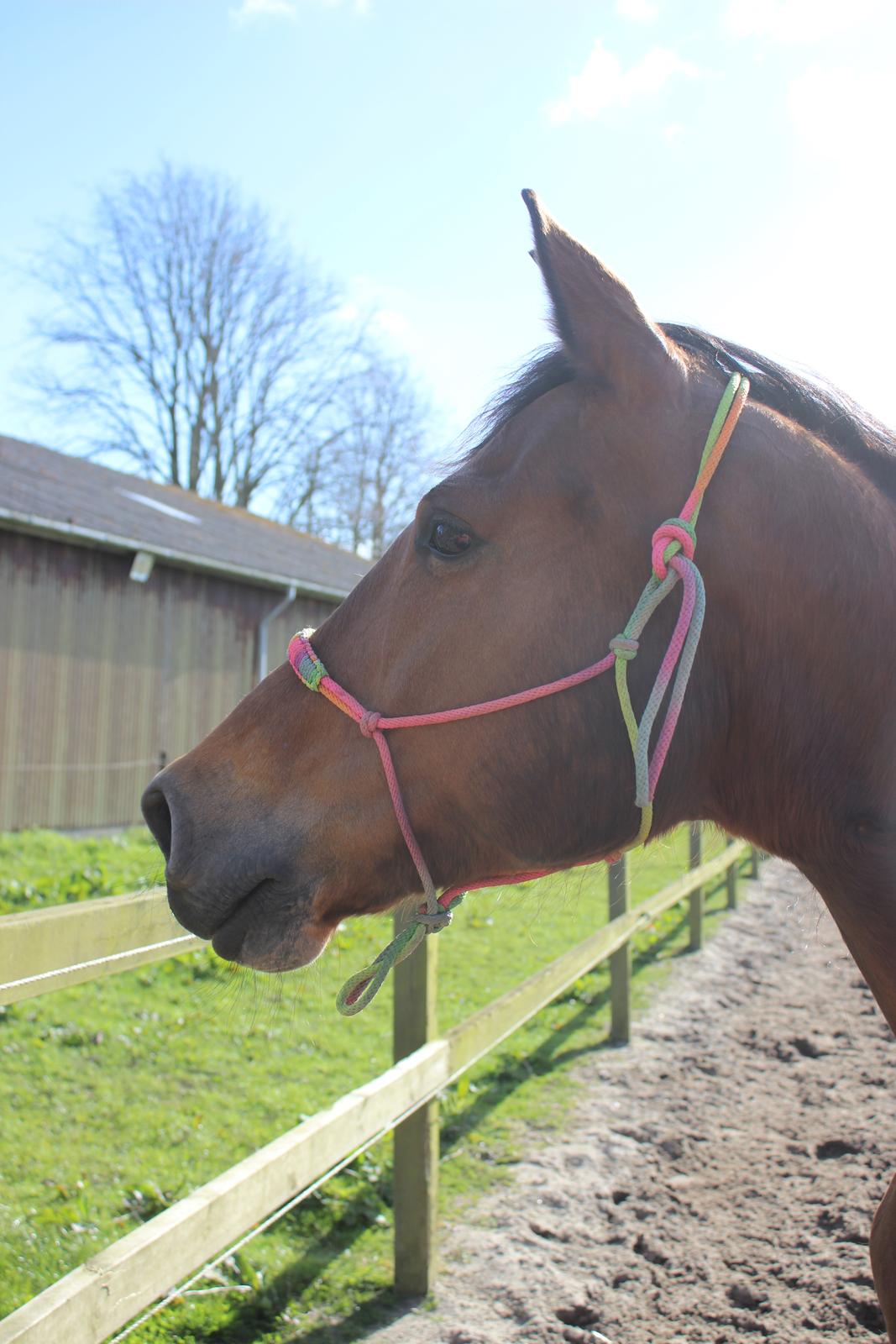 Anden særlig race Bacardi (The Lady <3) billede 19