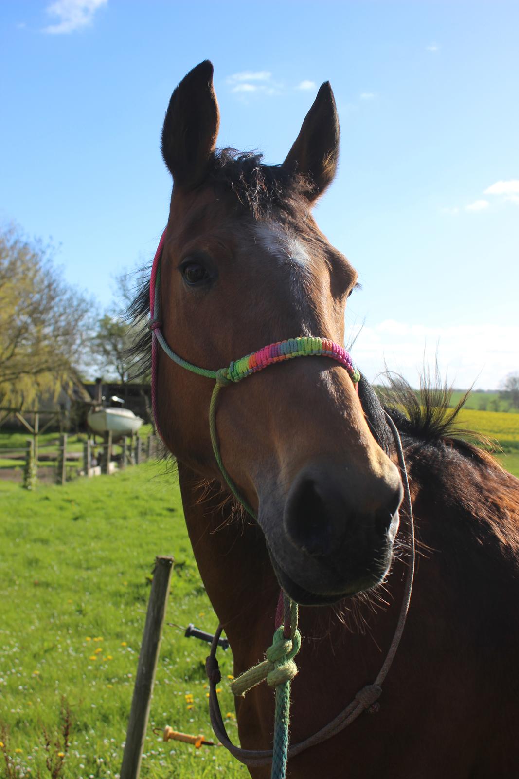 Anden særlig race Bacardi (The Lady <3) billede 25