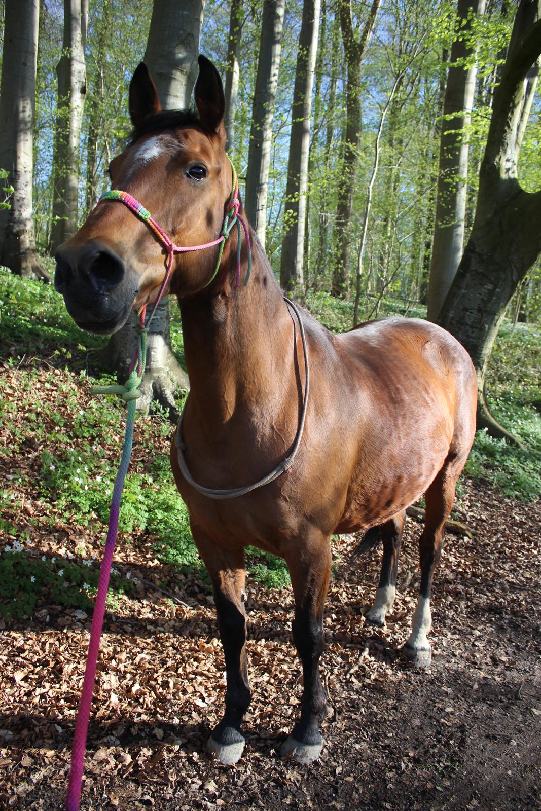 Anden særlig race Bacardi (The Lady <3) billede 28