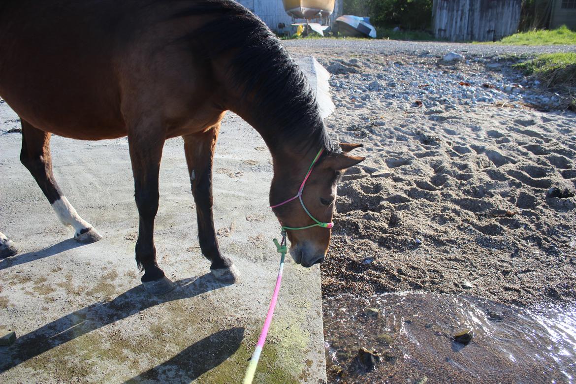 Anden særlig race Bacardi (The Lady <3) billede 34