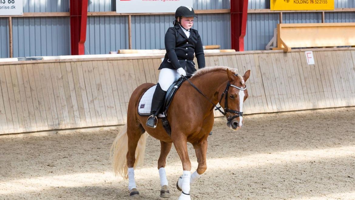 Haflinger Froukje van de oosterweg billede 2