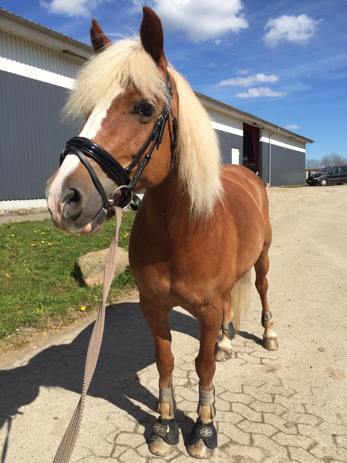 Haflinger Froukje van de oosterweg billede 1