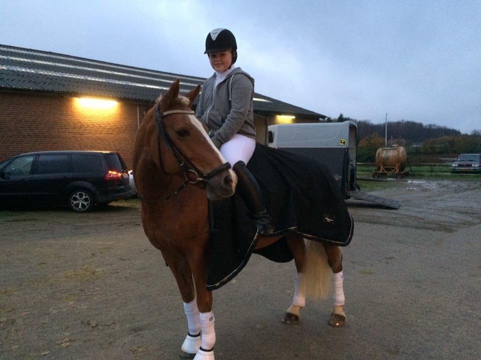 Haflinger Froukje van de oosterweg billede 5